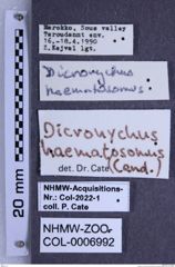 Etiketten zu Dicronychus haematosomus (Candèze) (NHMW-ZOO-COL-0006992)